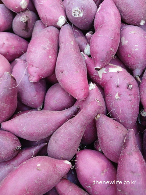 Sweet potatoes rich in fiber and helpful for reducing abdominal fat/식이섬유가 풍부해 복부비만 감소에 도움이 되는 고구마