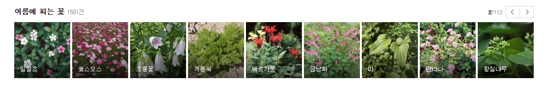 일일초와 코스모스를 포함한 화려한 색감의 여름 정원 꽃 리스트