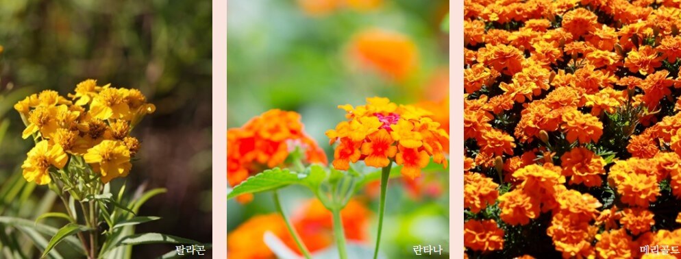 제주 허브동산에는 허브공원이 기본이지만 공원안에는 힐링하우스 펜션도 같이 운영하고 있습니다.