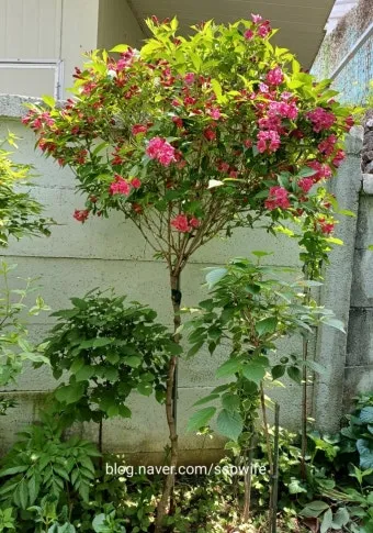 병꽃 무늬병꽃 삼색병꽃 붉은병꽃 아름다운 꽃 종류_13