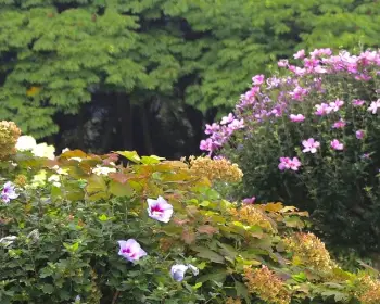천리포수목원 무궁화 축제_2