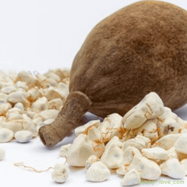 바오밥나무 열매 효능