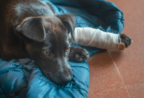 강아지 절뚝거림 슬개골 탈구 500만 원 수술비 막는 예방법