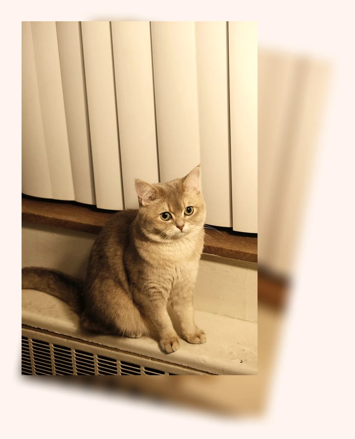 새끼 고양이 목욕_2_subsection