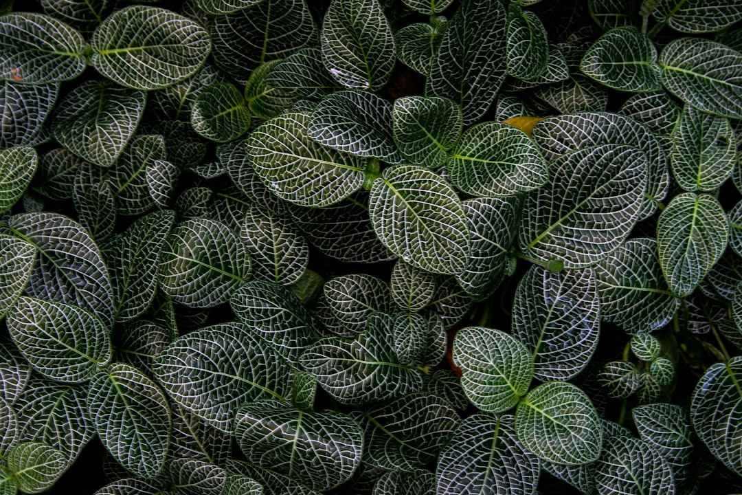 Fittonia