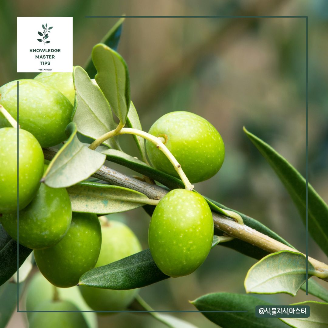 올리브나무 습도 관리
