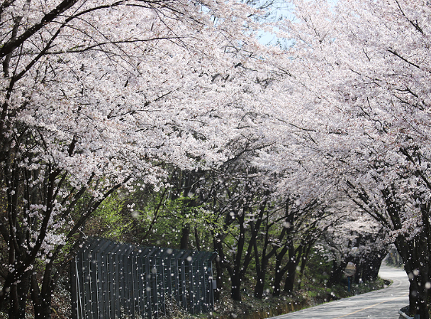 하동 벚꽃 개화상황
