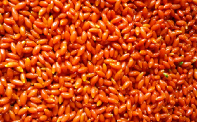 6시내고향 청양 구기자 판매처 및 주문