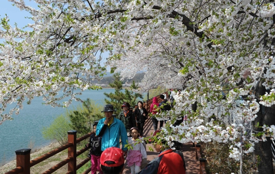 수원 광교마루길 벚꽃 모습
