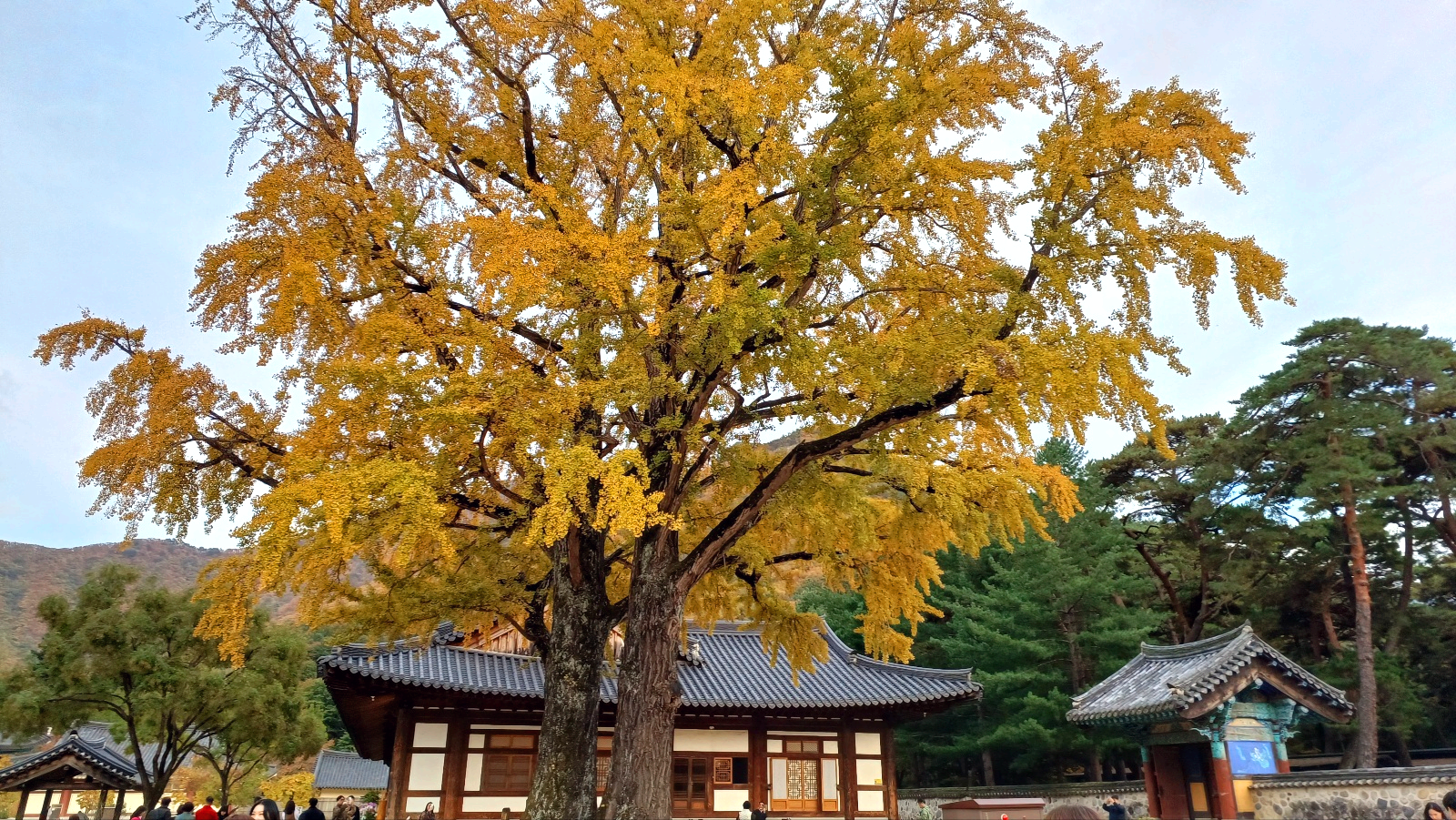 운문사 은행나무