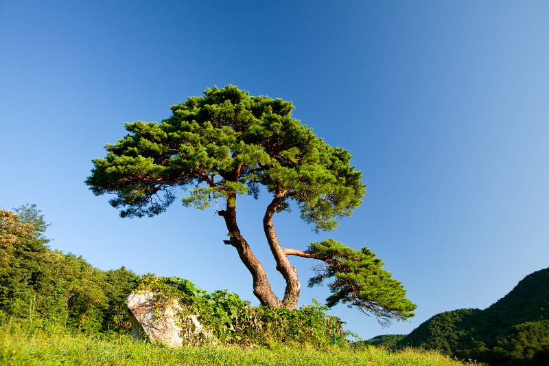 기후변화와 산림정책의 변화: 2030 NDC와 임업의 역할