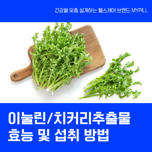 치커리추출물 특징