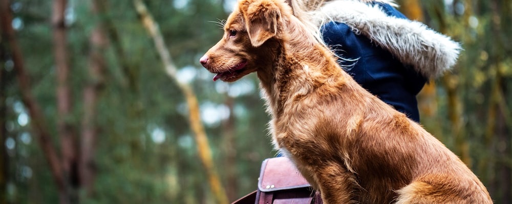 새끼 강아지 키우는법 32 이미지