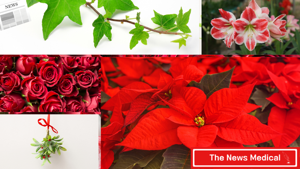 크리스마스 로즈의 정의: 흔히 ‘헬레보루스’로 알려진 크리스마스 로즈(Christmas Rose)는 이름에 크리스마스가 들어가 있을 만큼 연말과 밀접한 연관이 있다.