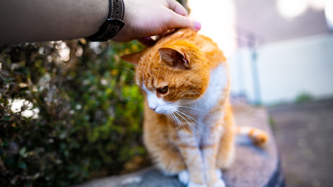 Pet-friendly.