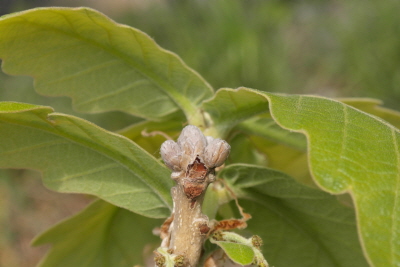 떡갈나무 겨울눈1