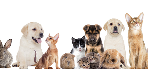 반려동물 산업
반려동물 직업