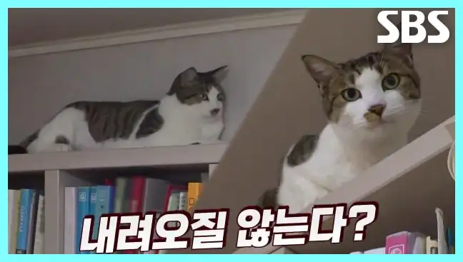 동물농장 재방송 시간 다시보기