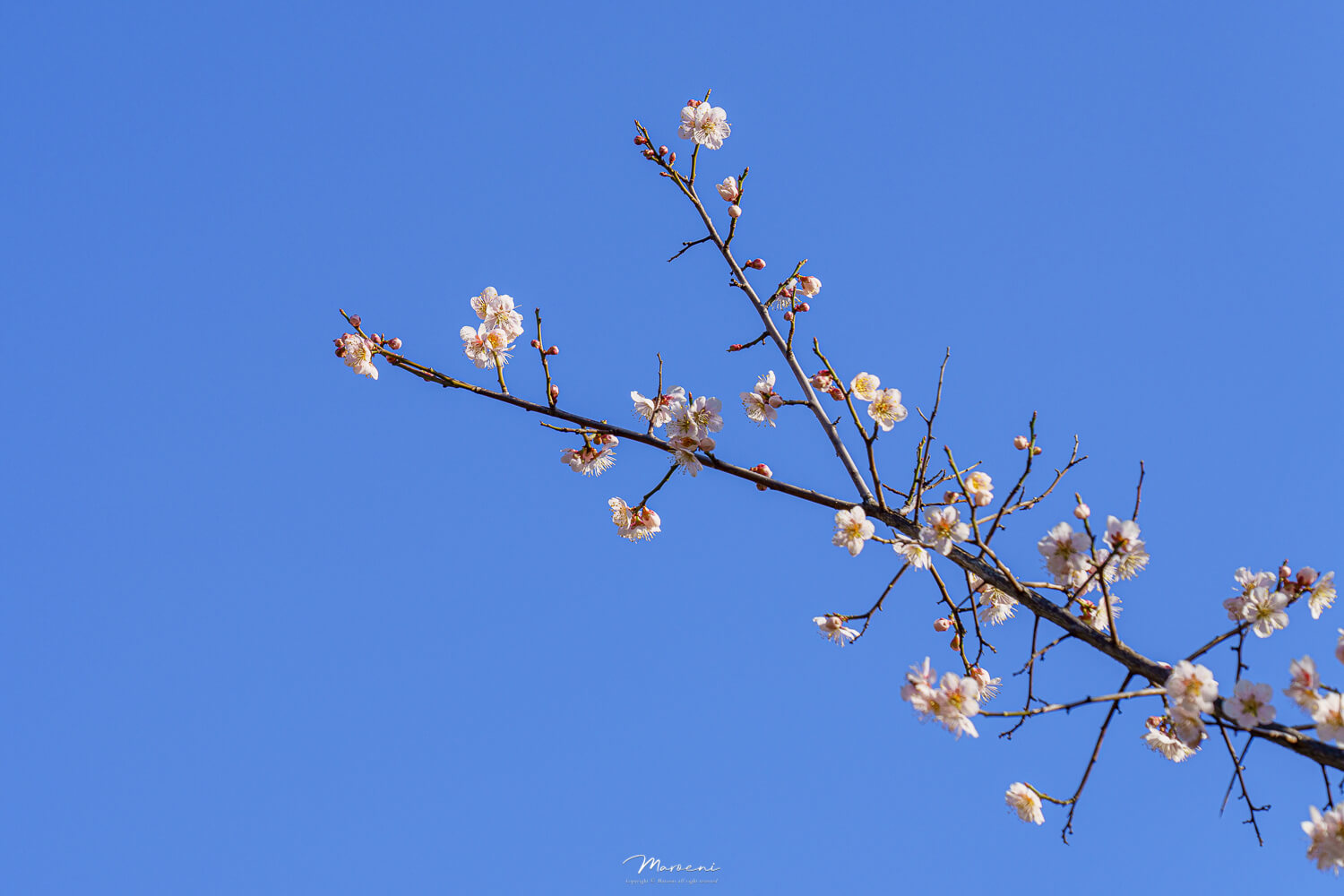중앙공원 애견운동장