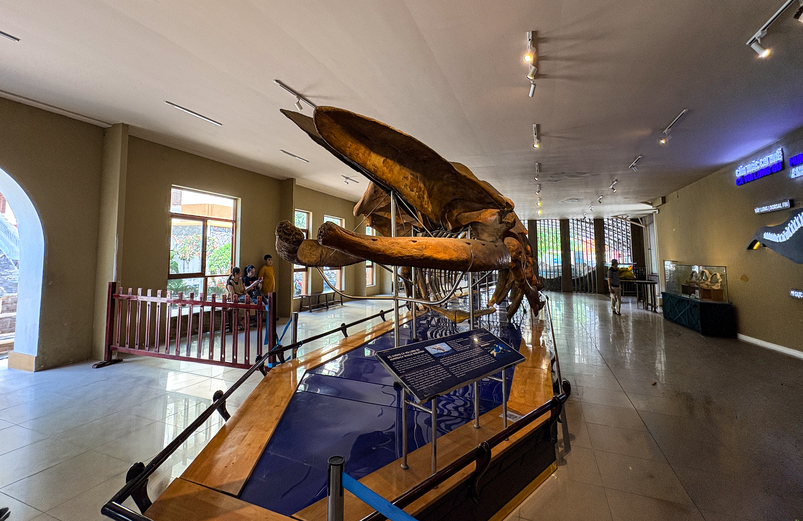 거대 혹등고래(Humpback Whale)의 실제 골격 화석