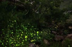 화담숲 반딧불이
