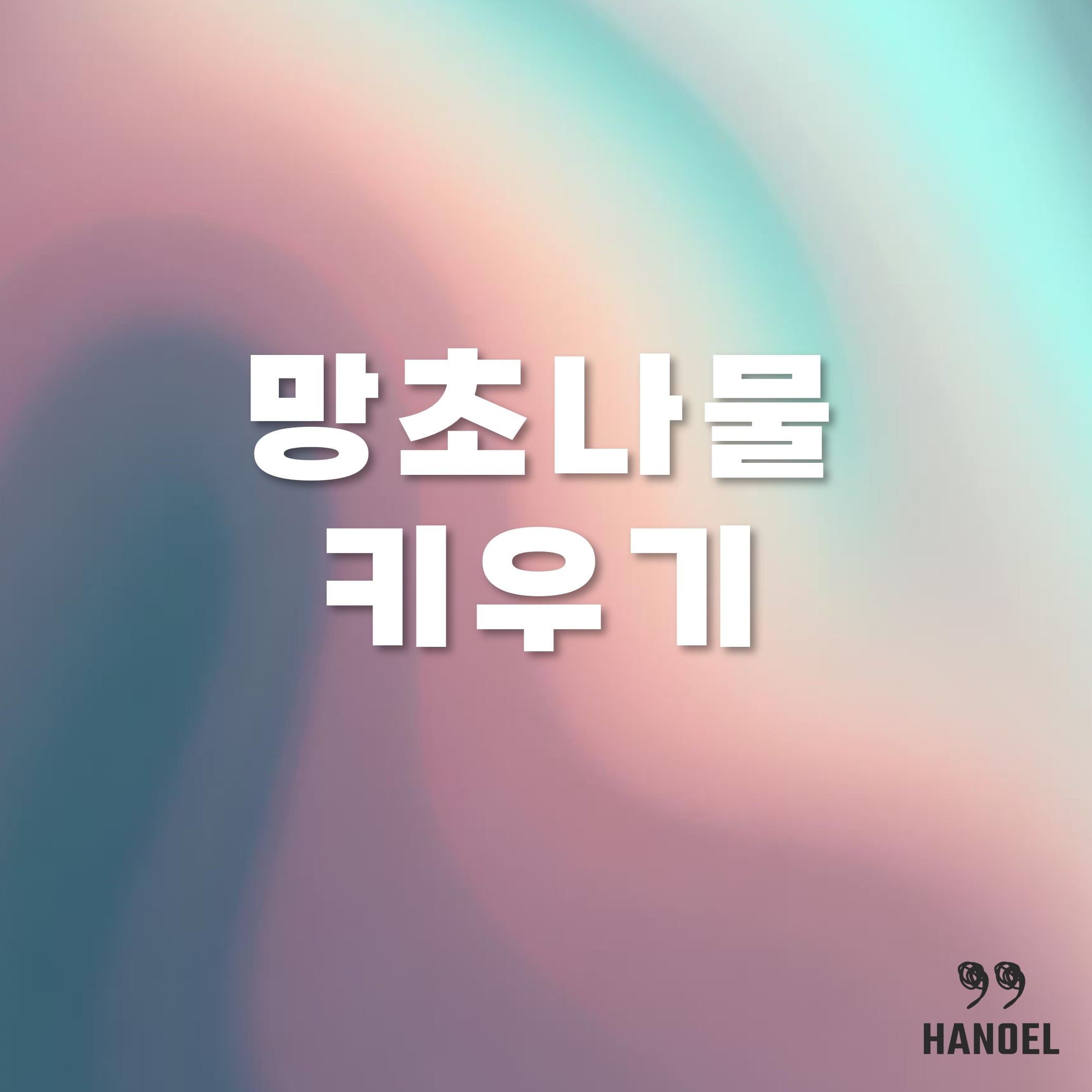 망초나물 키우기