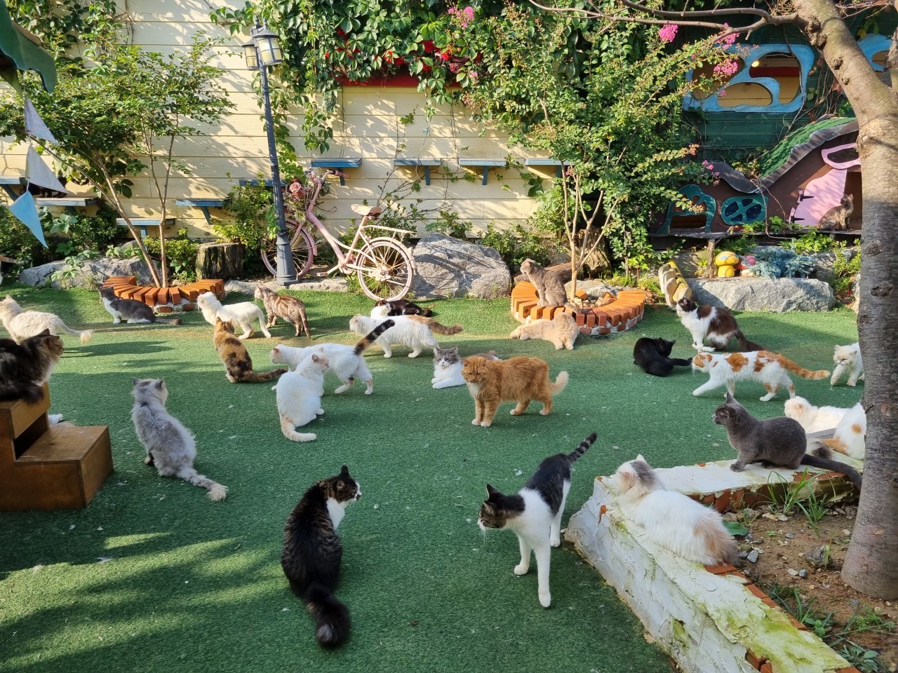 고양이들이 정원에 모여 있는 사진