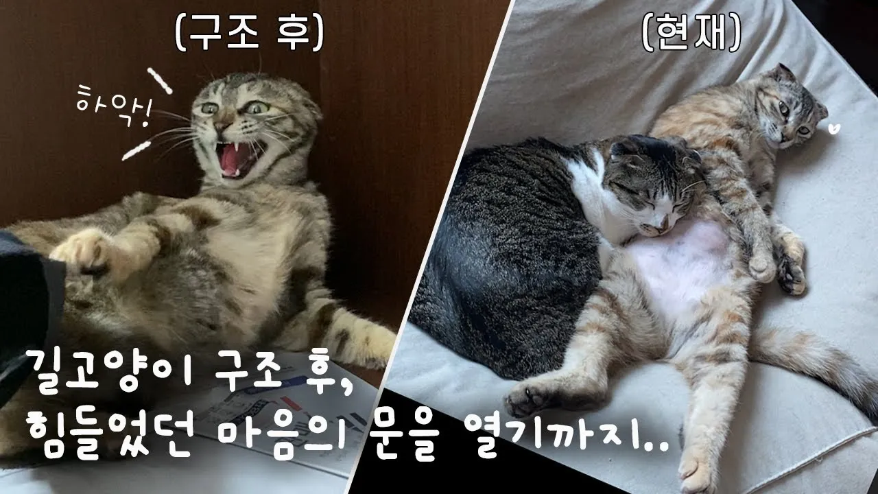 &amp;quot;길고양이