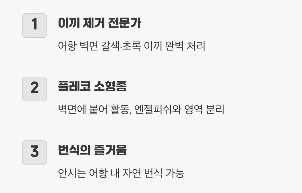 어항 벽의 청소부&amp;#44; 안시 &amp; 오토싱