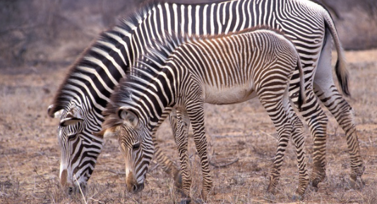 풀을 뜯는 얼룩말