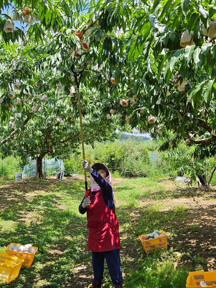 조치원 복숭아축제