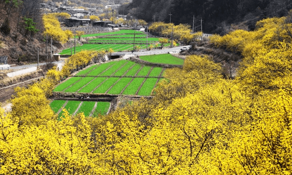 의성 산수유마을 꽃축제2025