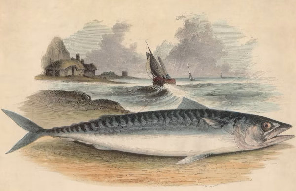 고등어! 오메가 3 많은 등푸른 생선! 비린내 안나게 조리하는 방법은 없을까요?