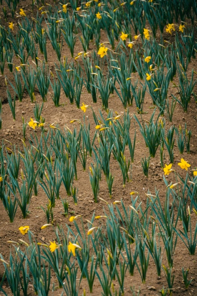 거제 공곶이 수선화 개화시기&amp;만개시기