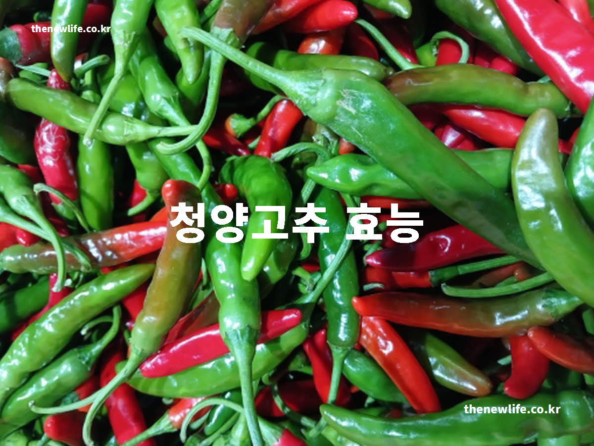 청양고추 효능 대표 실사진