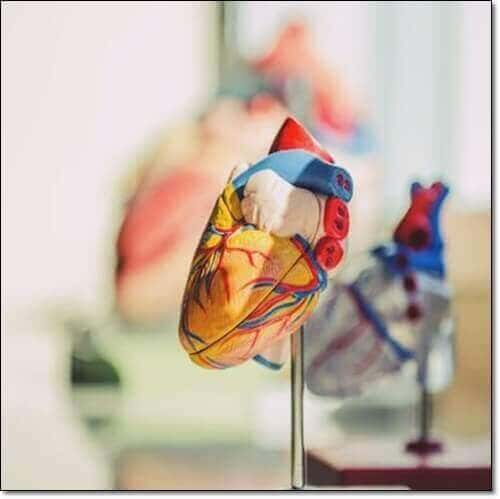 심장 모형 이미지