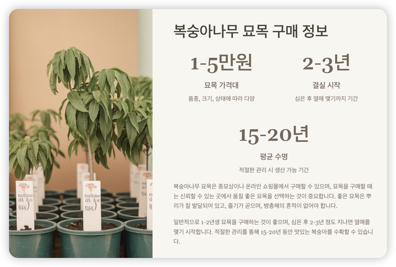 복숭아나무-가격