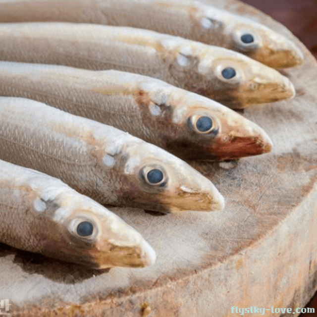 감칠맛이 있는 보리멸