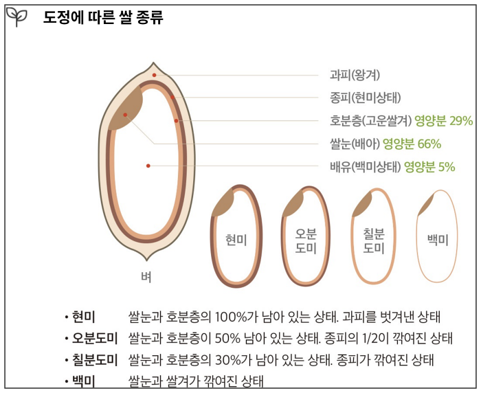 오분도미