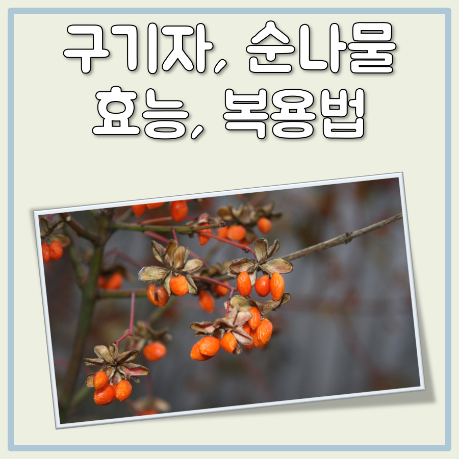 구기자 효능, 순나물 섭취법, 구기자차 복용법