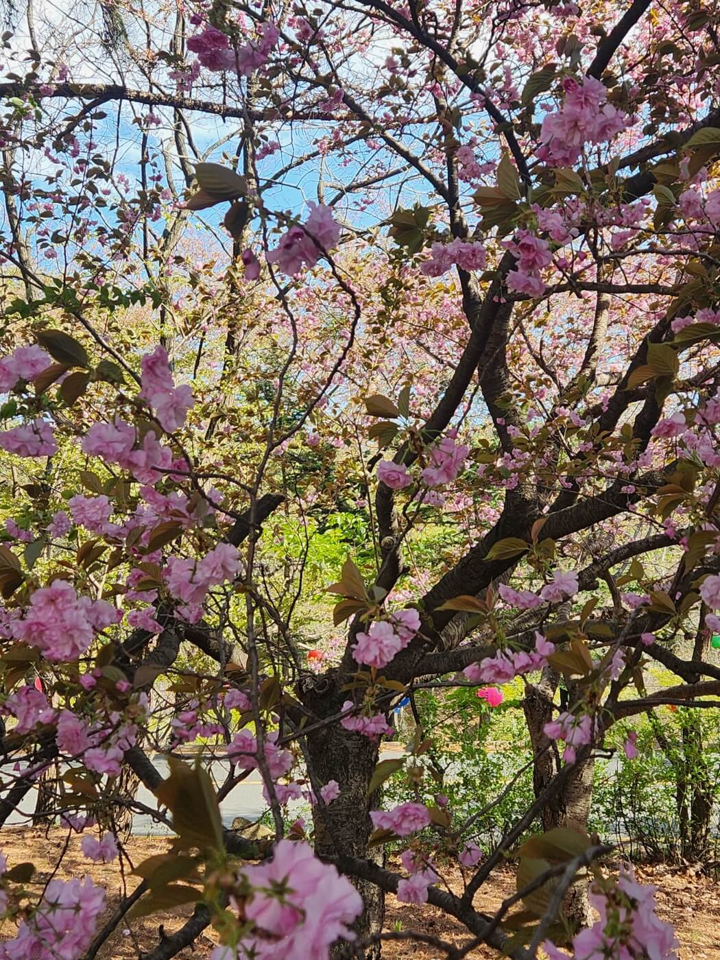 겹벚꽃4월15일자