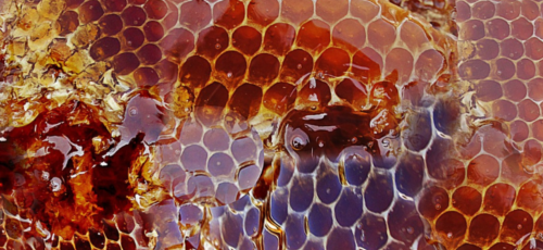 프로폴리스 이미지