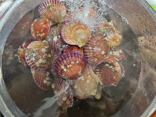 통영 홍가리비 물로 세척