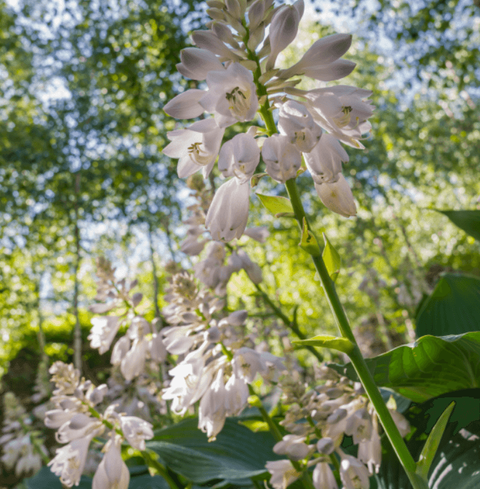 화담숲 입장권 예매 부터 리조트 할인