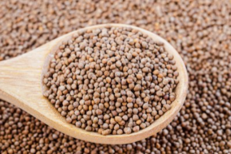 들깨 심는시기(파종시기, 심기방법, 재배방법, 수확하기) 깻잎키우기 총정리!