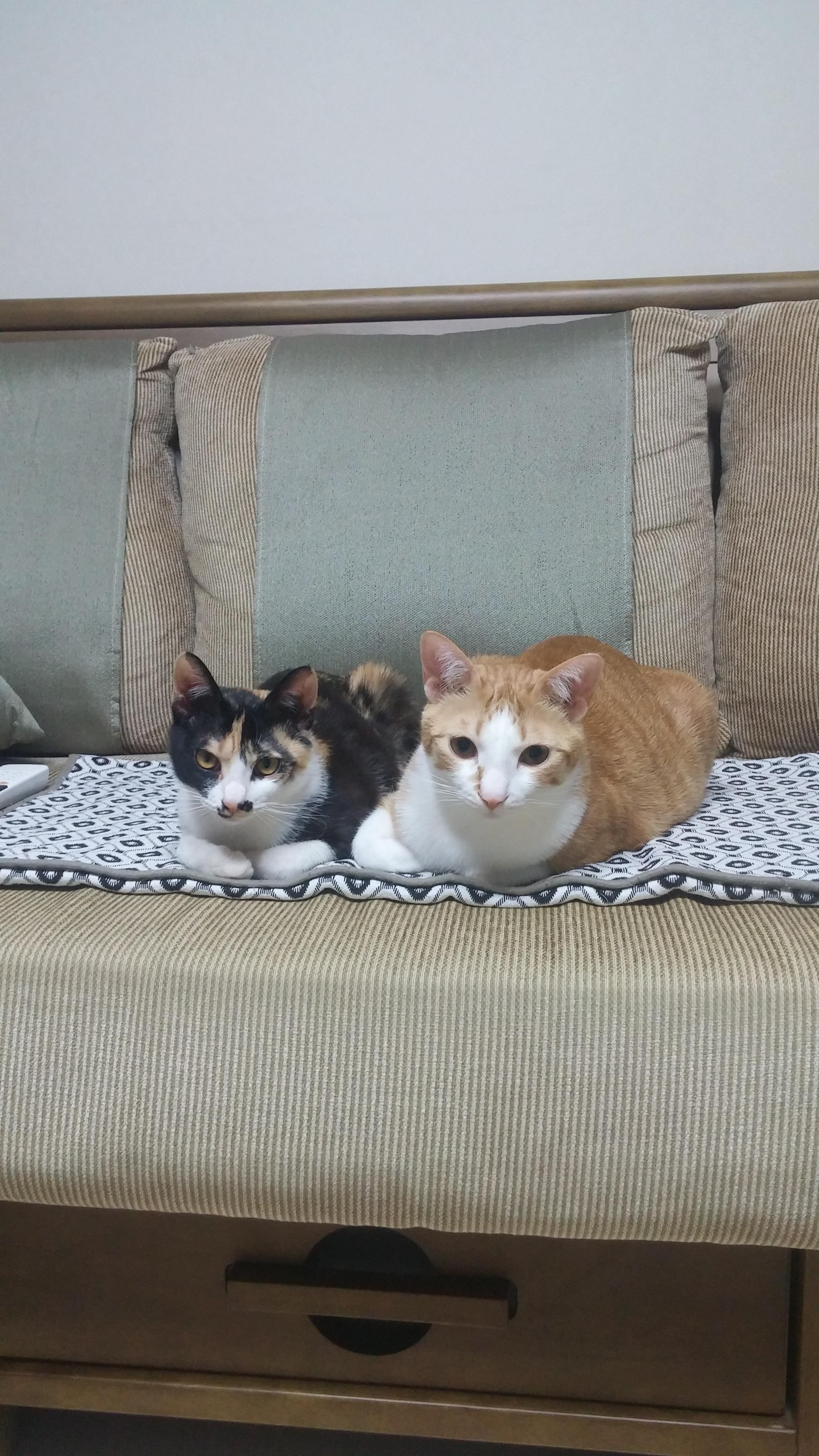 우리집 달달한 고양이 커플. 다다는 호야바라기.