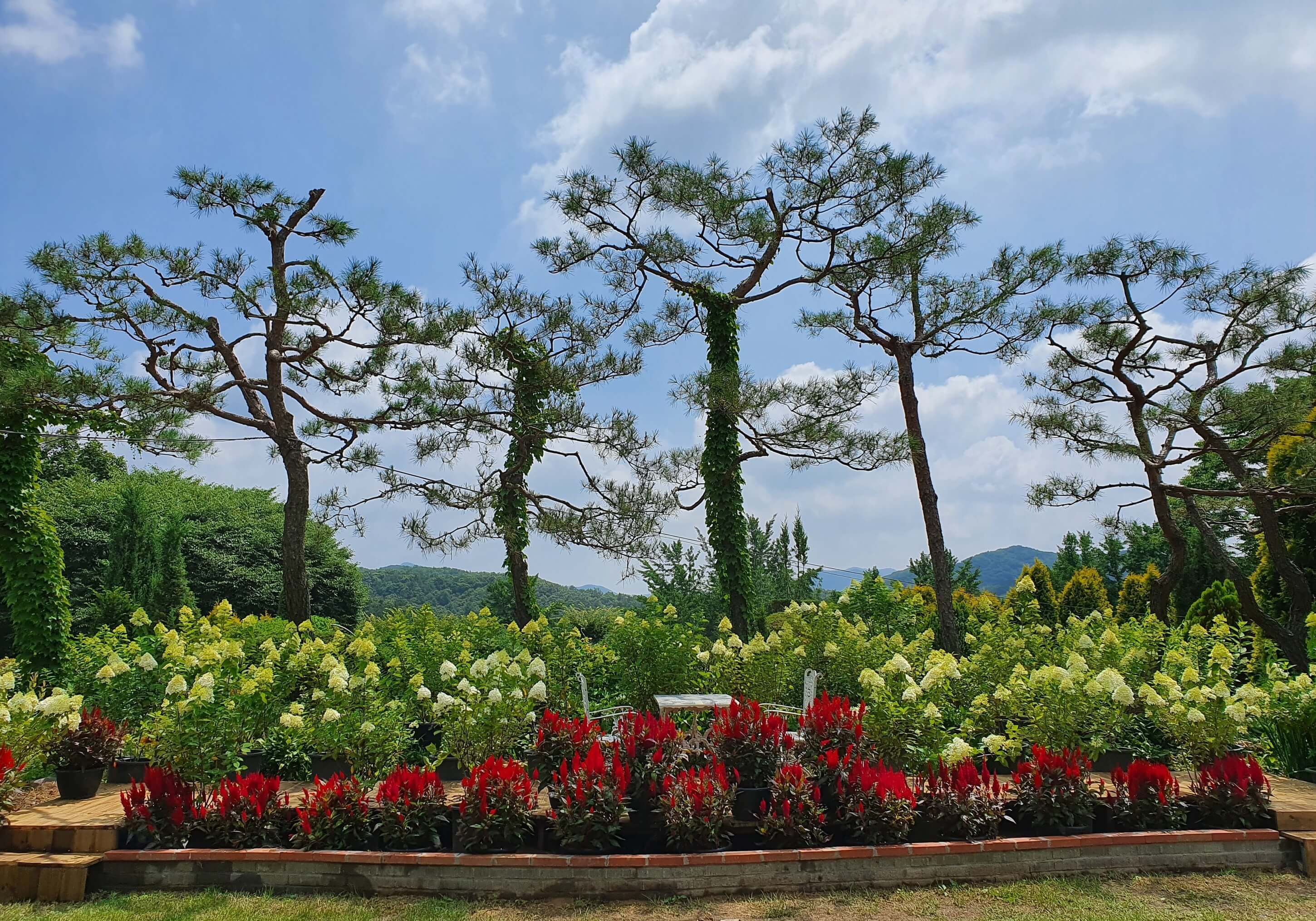 광주 율봄식물원 수국 축제