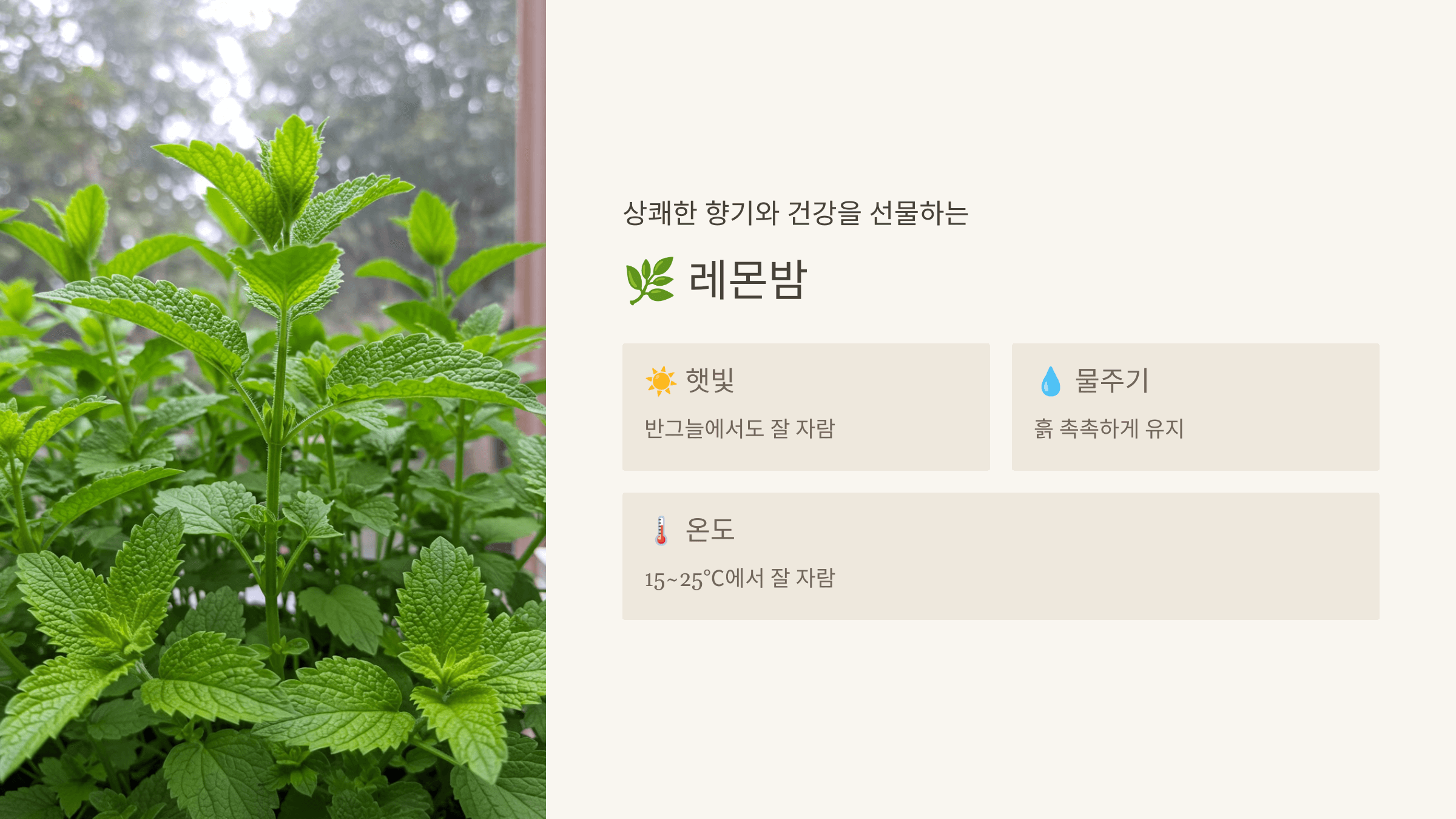 레몬밤 – 상큼한 허브차와 공기 정화