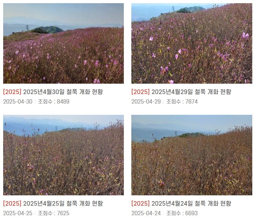 실시간 철쭉 개화 상황