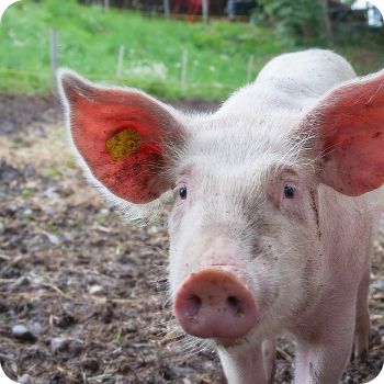 돼지꿈 꾸면 로또 재물과 행운을 부르는 돼지 꿈해몽 총정리